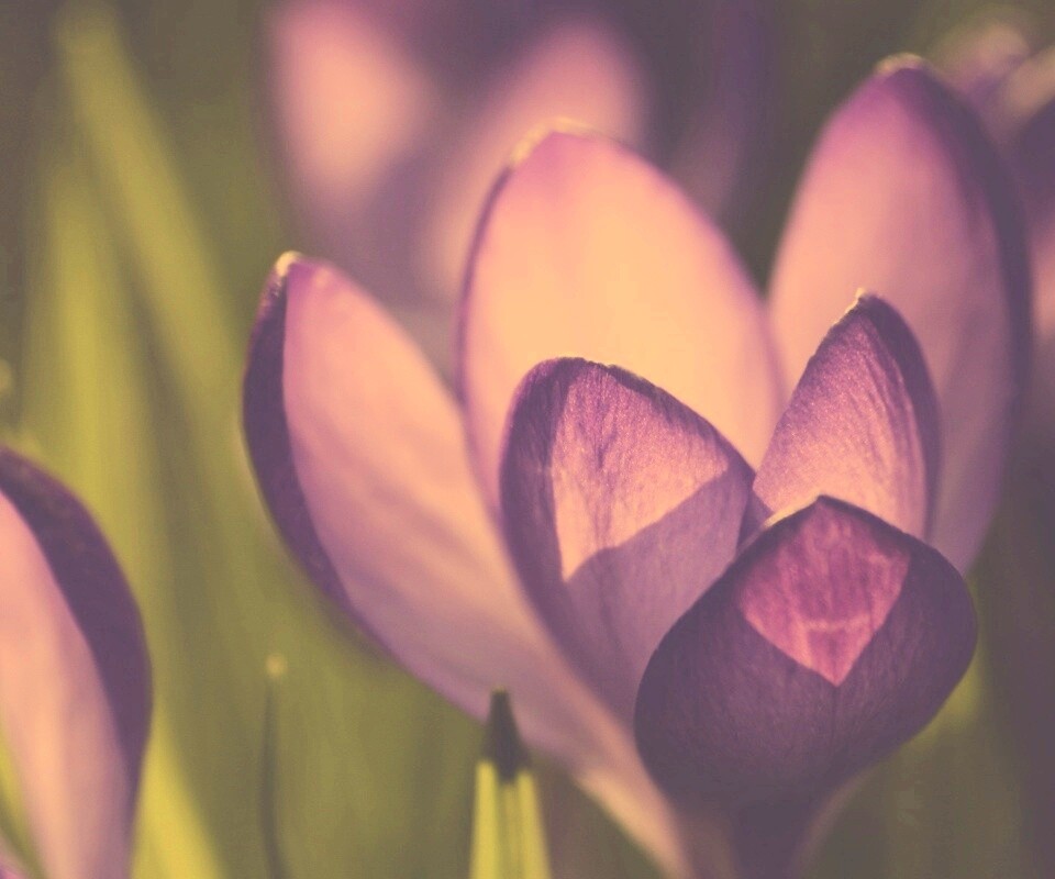 Фиолетовый крокус обои