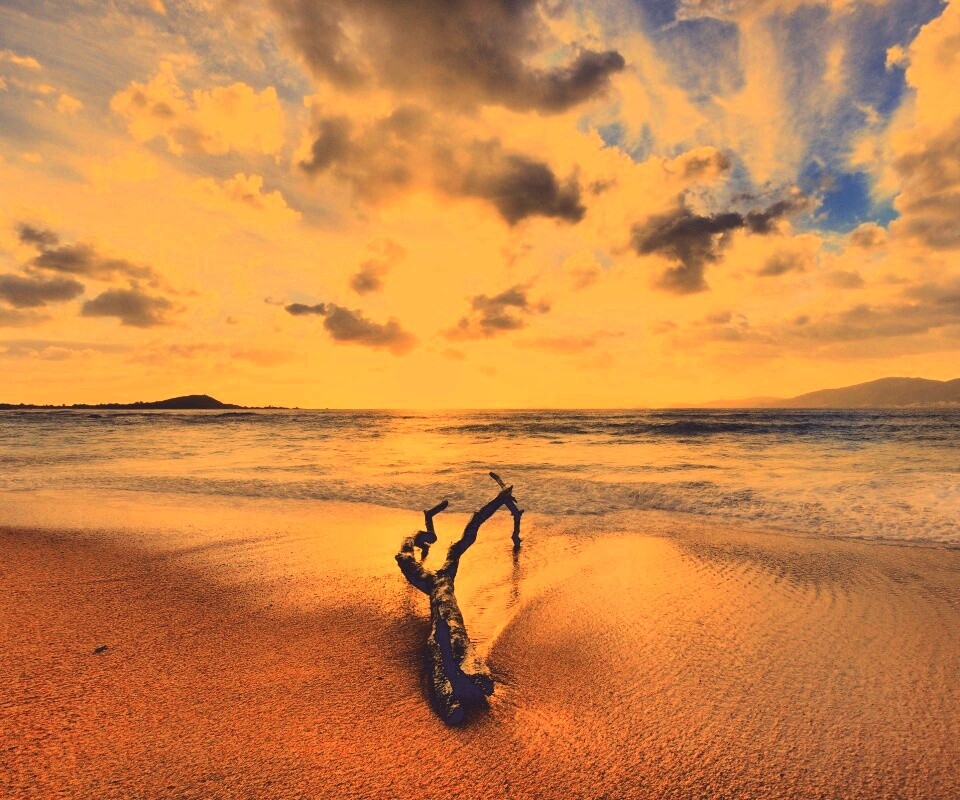 Коряга на пляже обои