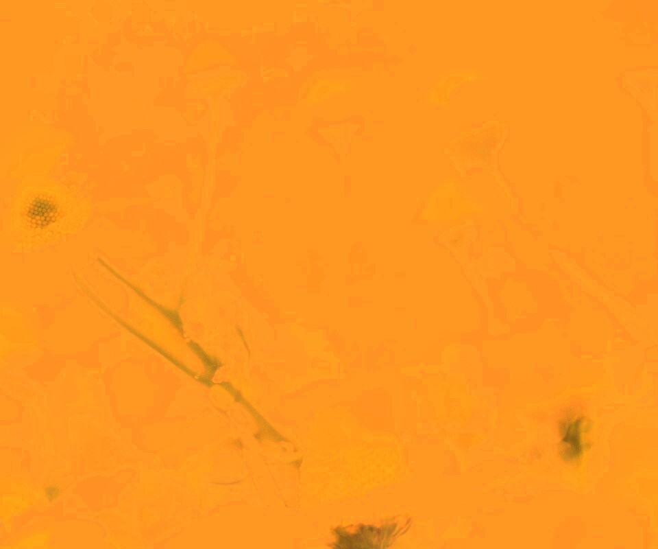 Летние цветы в лучах света обои