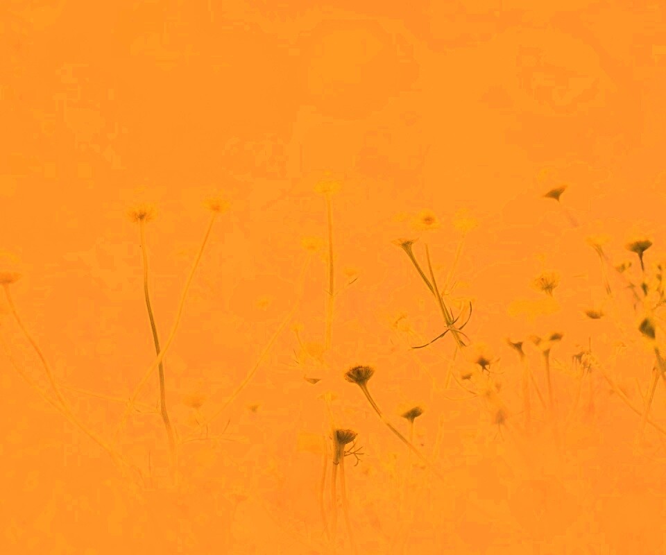 Цветочное лето обои