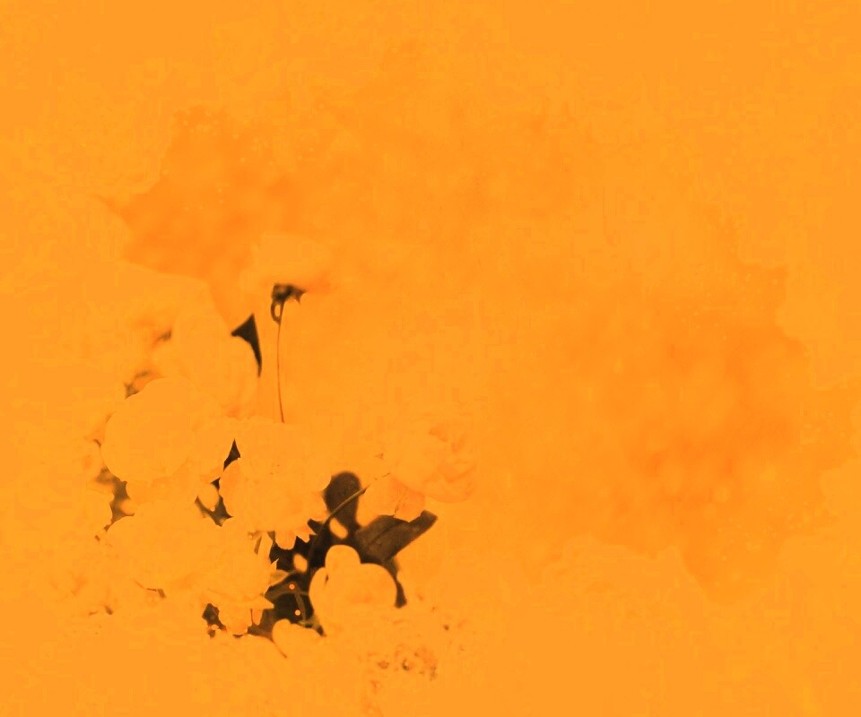 Бежевые кружева и розы обои