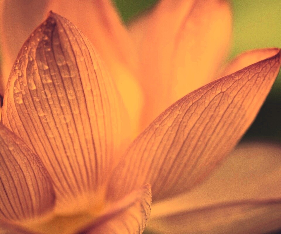 Лепестки цветов обои