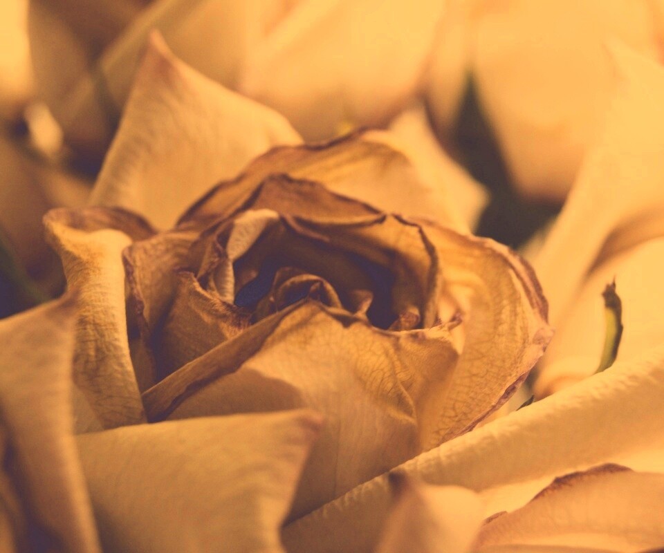 Увядающая роза обои