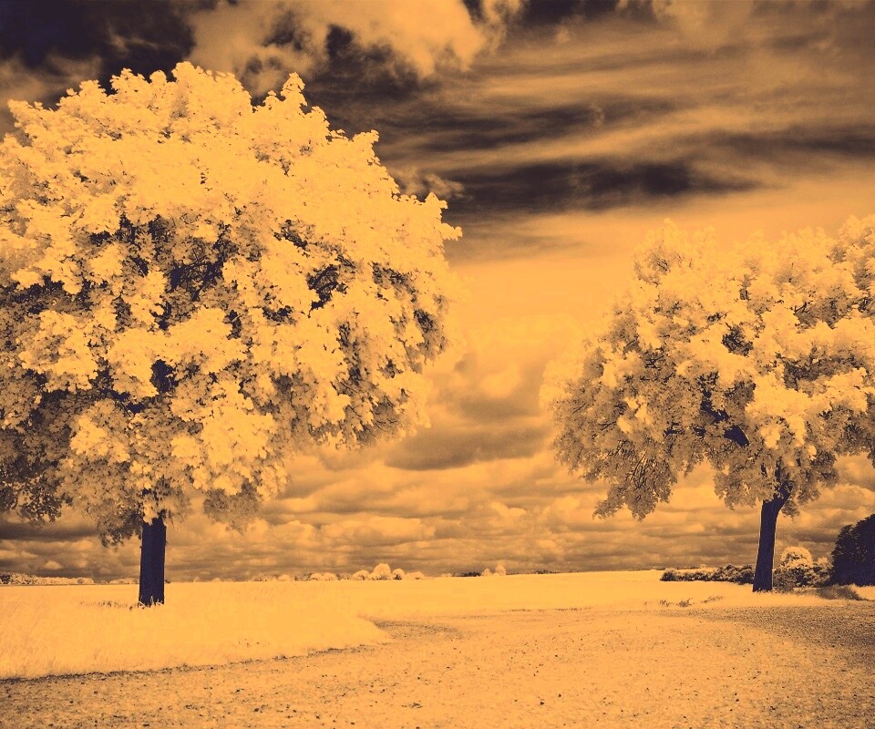 Деревья в цвету обои