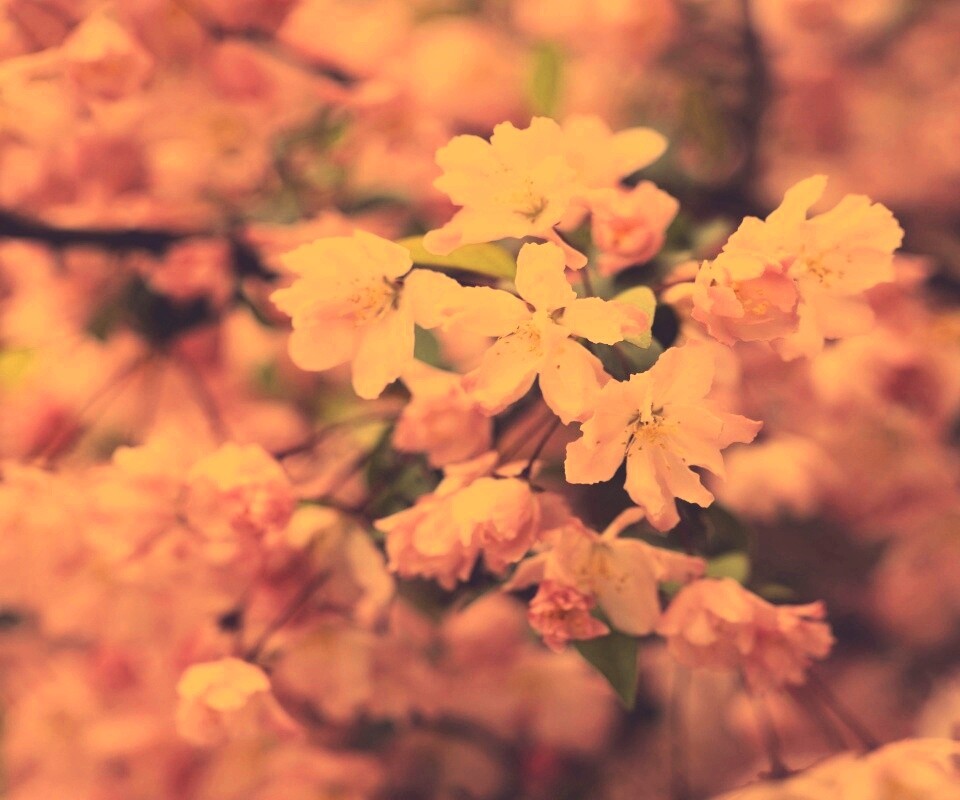 Весенние цветы обои