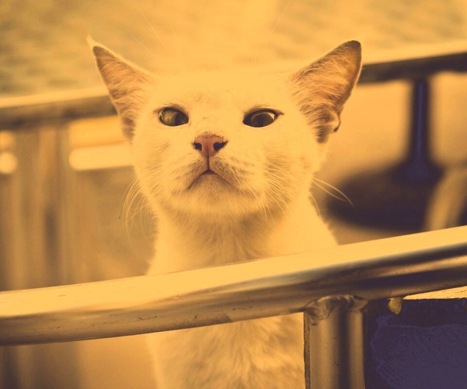 Настороженно принюхивающийся кот обои