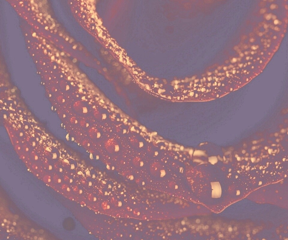 Роза в каплях обои