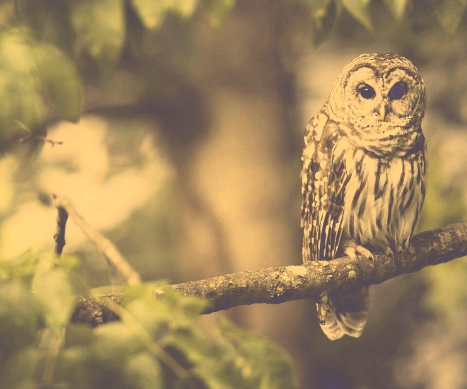Сова на ветке обои