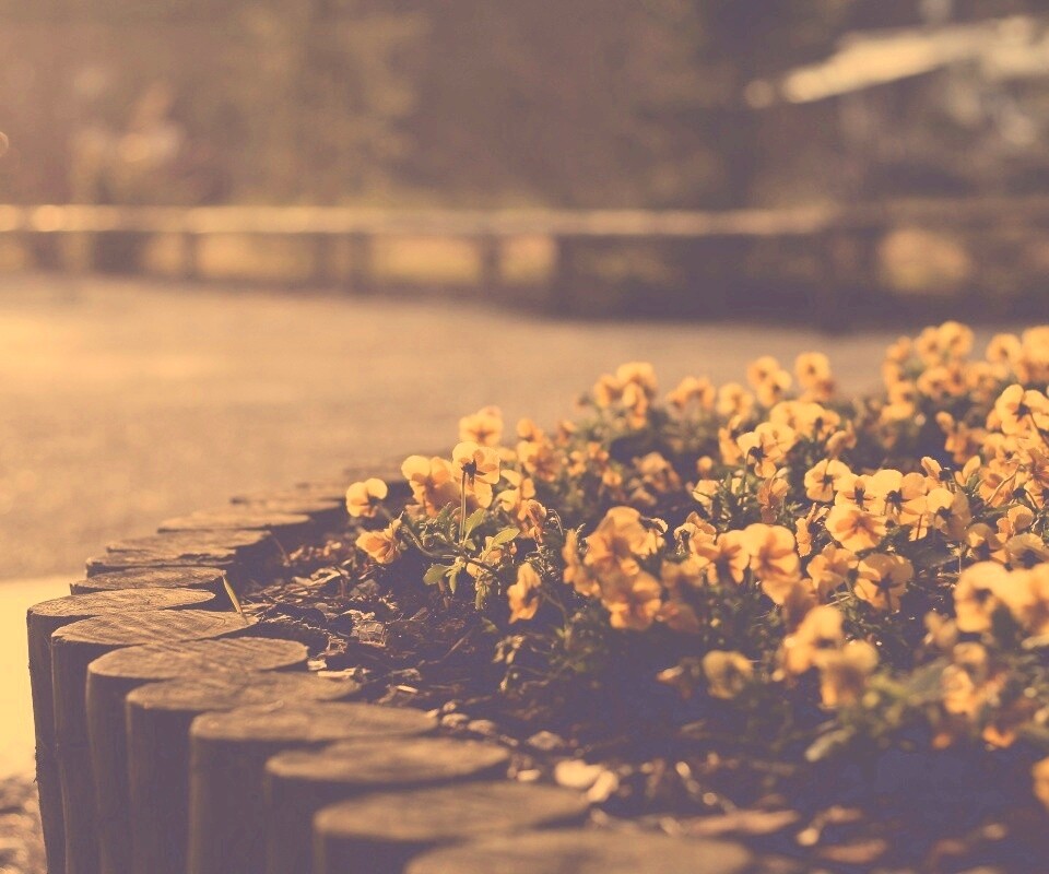 Красивая цветочная клумба обои