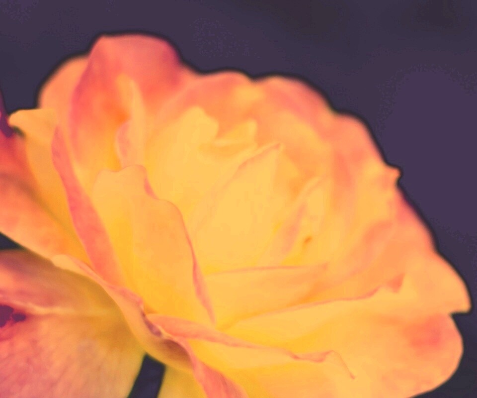 Картинка с нежным розовым цветком обои