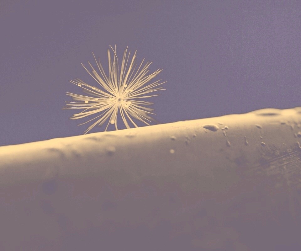 Прилипшая пушинка обои