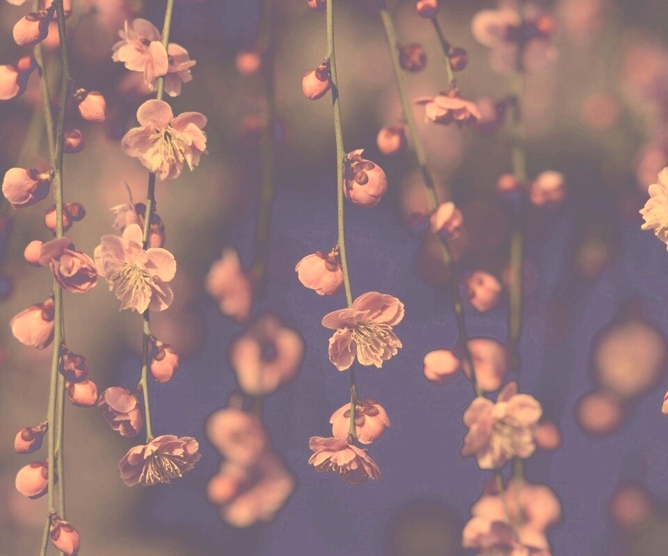 Веточки цветущего дерева обои