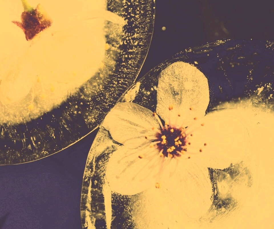 Цветы вишни во льду обои