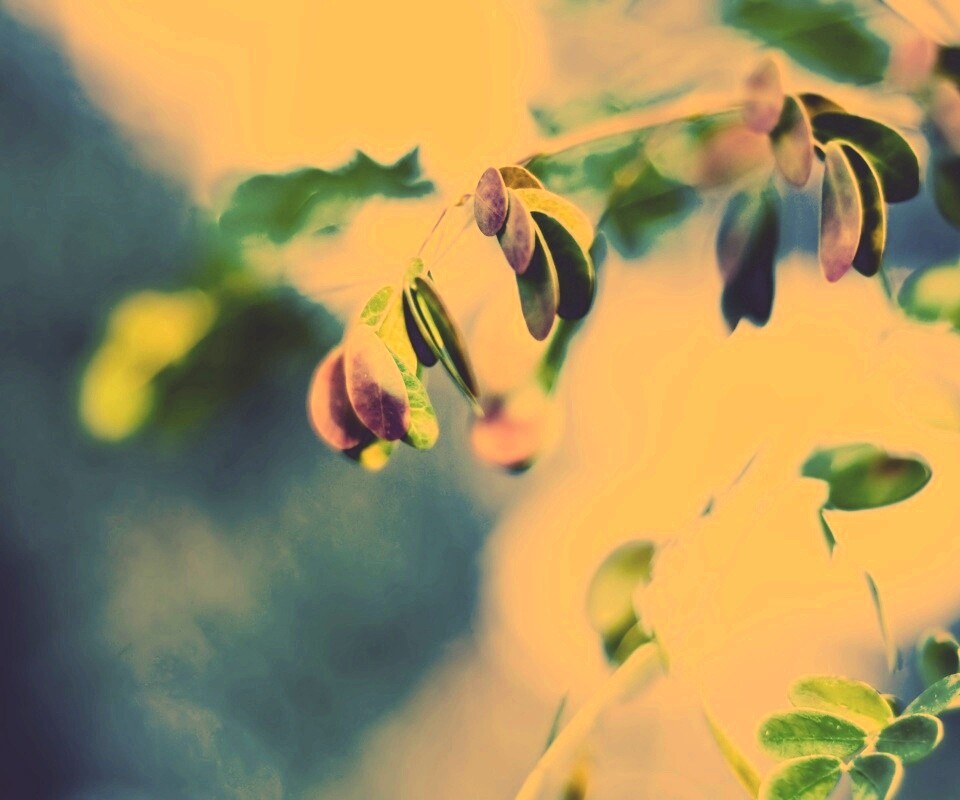 Фиолетовые листья обои