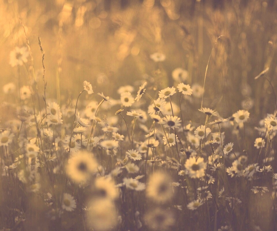 Поле ромашек обои
