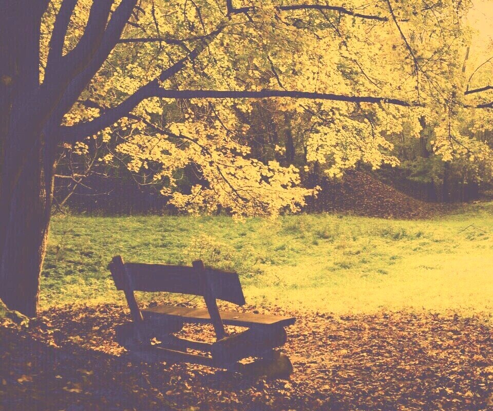 Скамейка под деревом обои