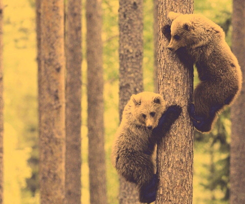 Медвежата обои