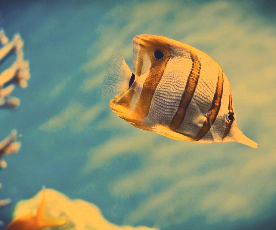 Тропическая рыбка обои