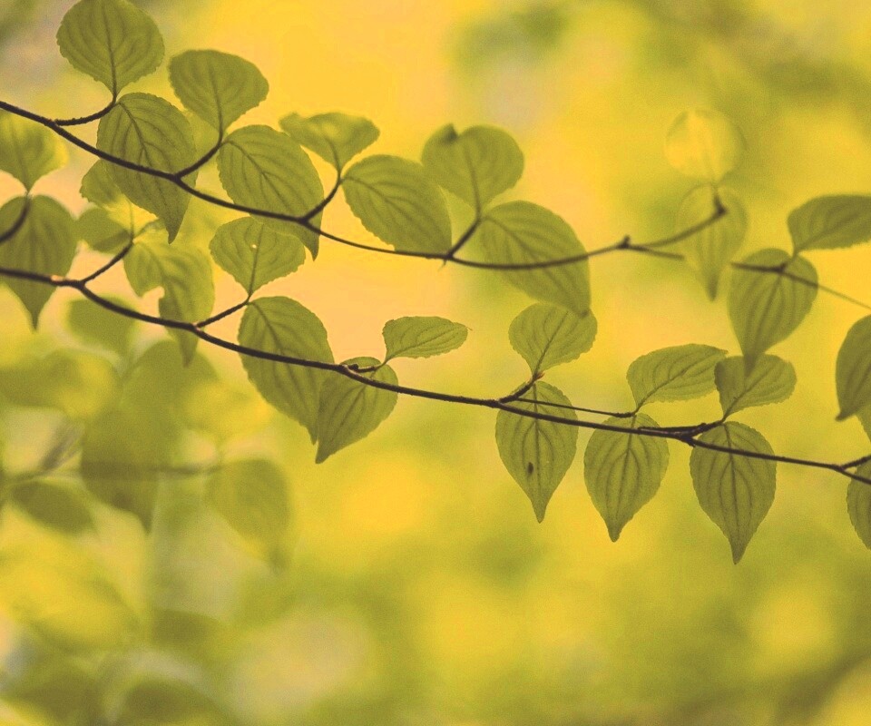 Ветка яркой зелени обои