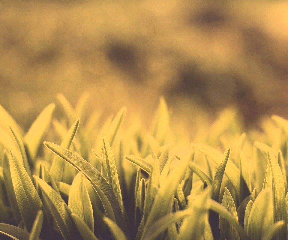 Сочная нежная трава обои