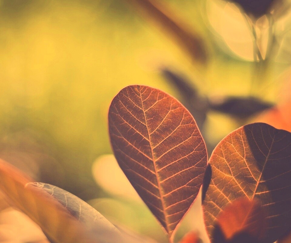 Красные листья обои