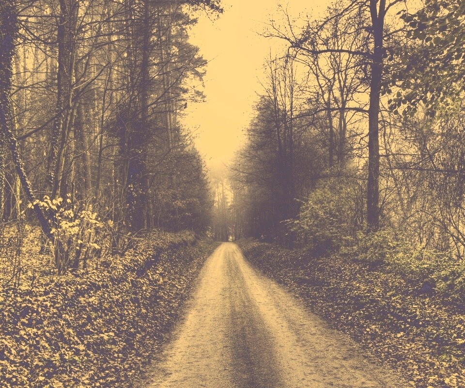 Лесная дорога обои