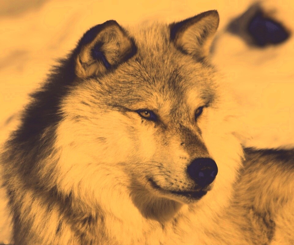 Лайка на снегу обои