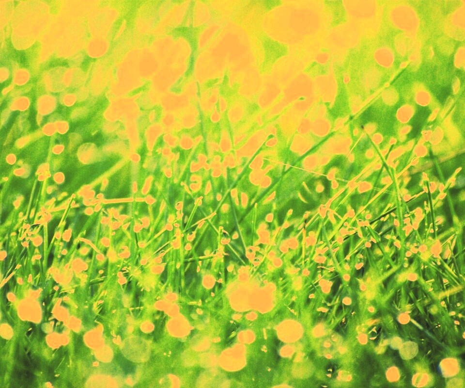 Трава в росе обои