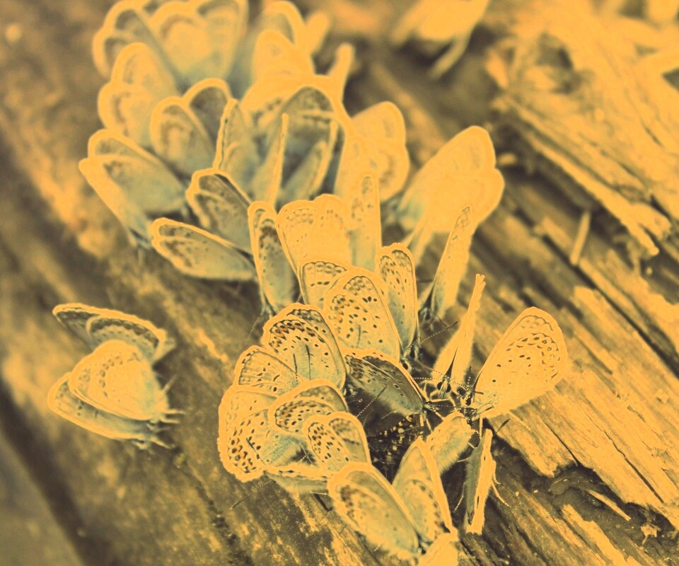 Голубые бабочки обои