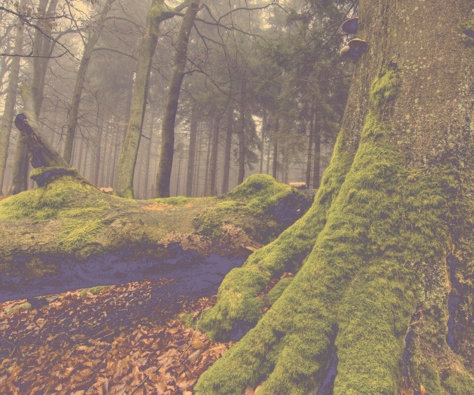 Дерево, поросшее мхом обои