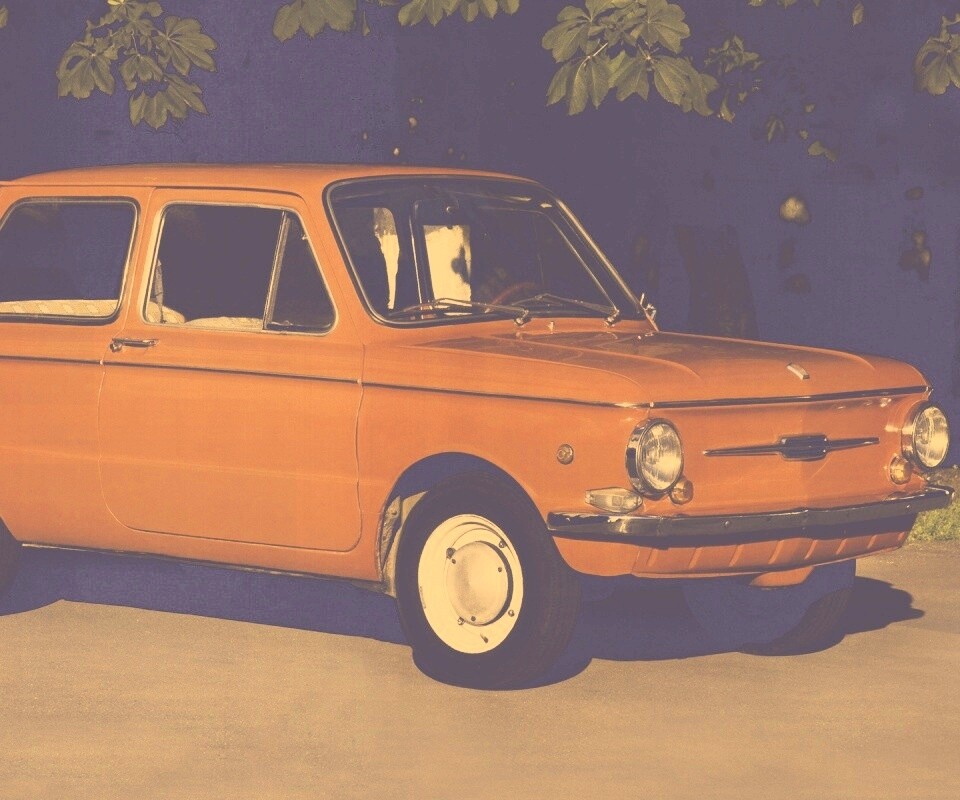 Оранжевый ушастый запорожец обои