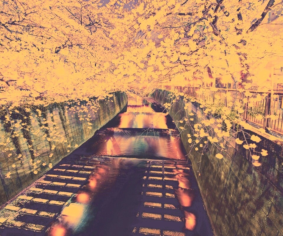 Река и цветение сакуры обои