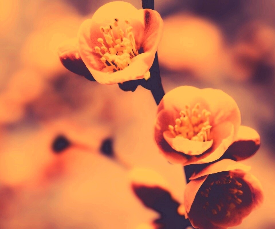 Великолепный цветок обои