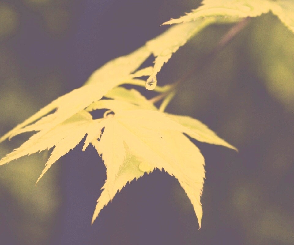 Капля на листе обои