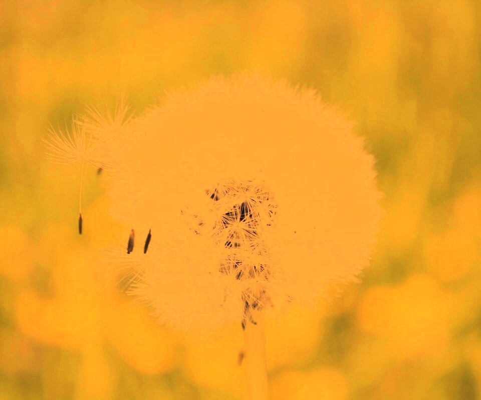 Одуванчик обои