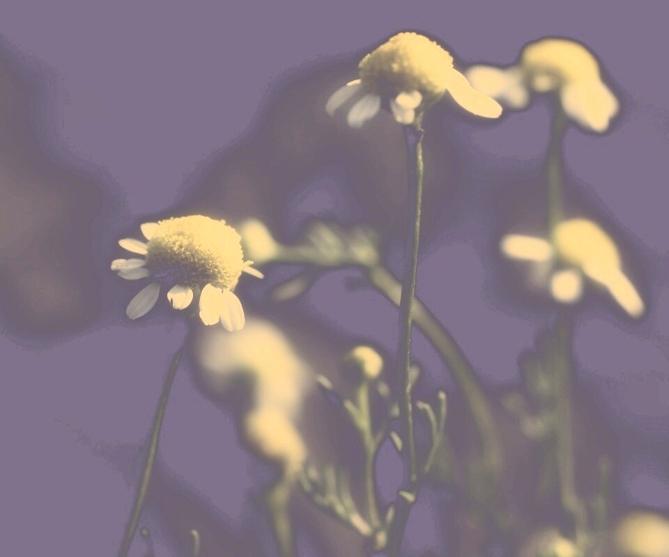 Стремный лепестун обои