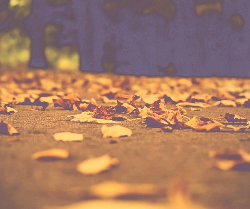 Дорога в листьях  обои