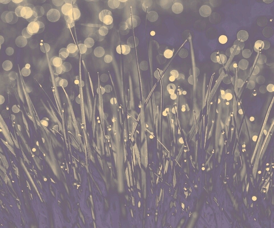 Трава ночью обои