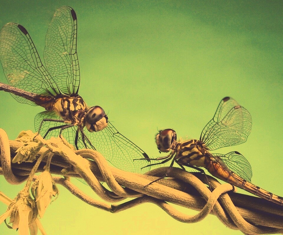 Две стрекозы обои