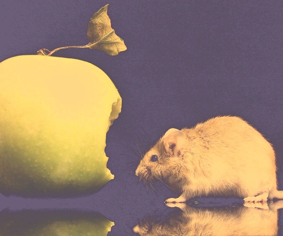 Мышь надкусила яблоко обои