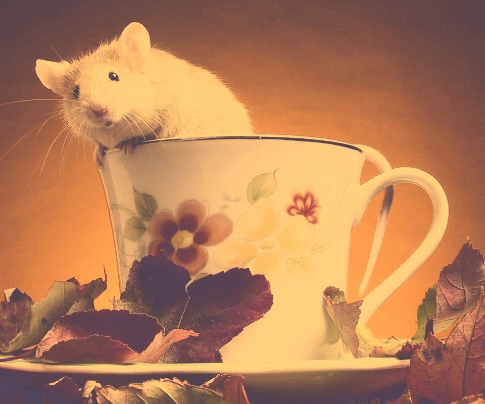 Мышонок выбирается из чашки обои