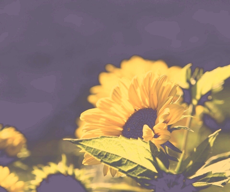 Цветок солнца обои