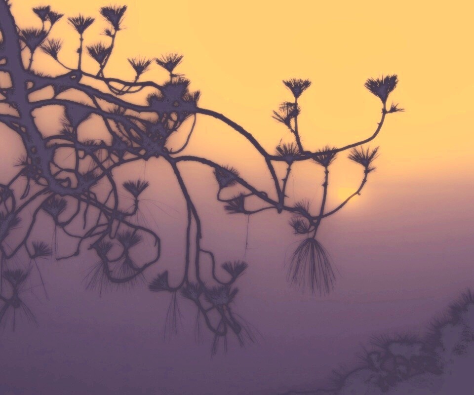 Ленкоранская акация на фоне синего заката обои