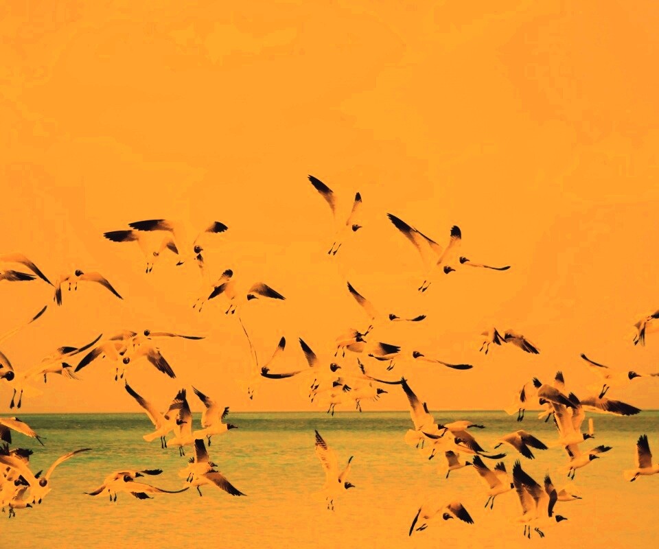 Стая взлетающих чаек обои