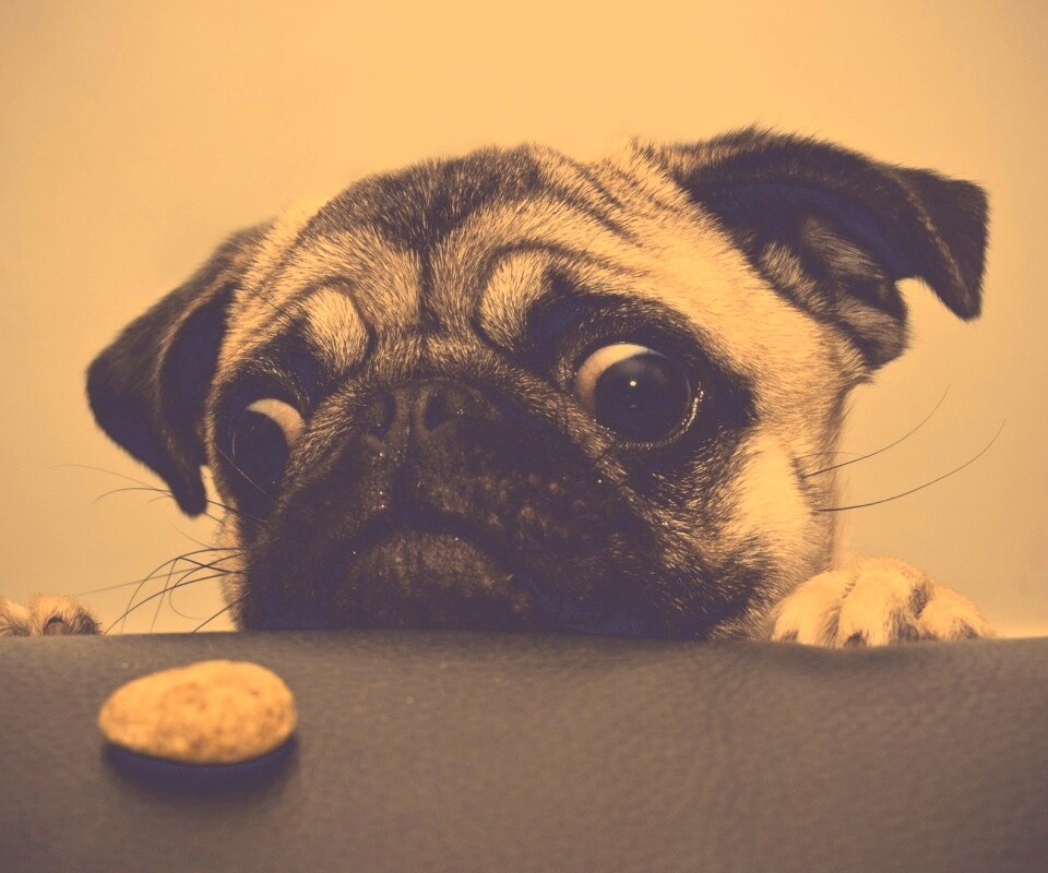 Собака нашла печеньку обои