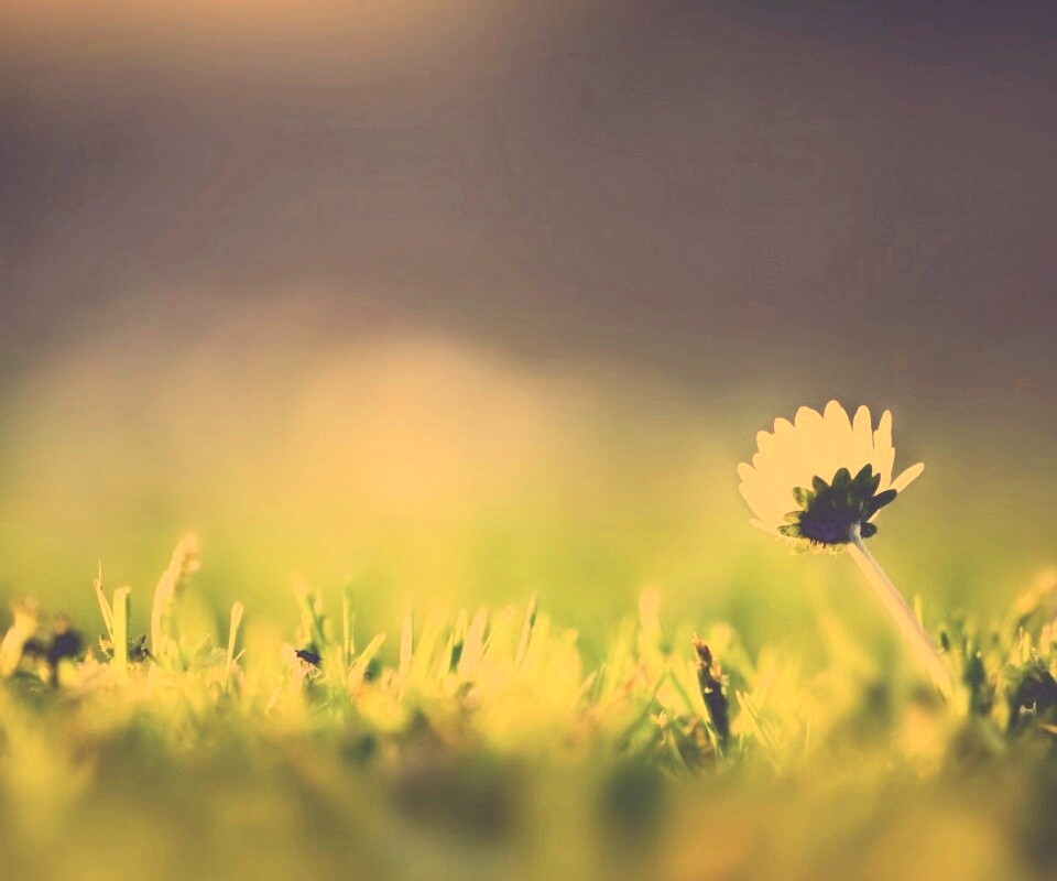 Цветок на траве обои