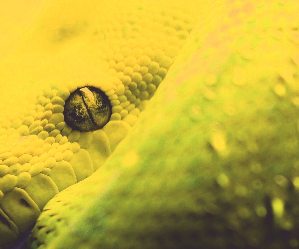 Зелёная змея обои