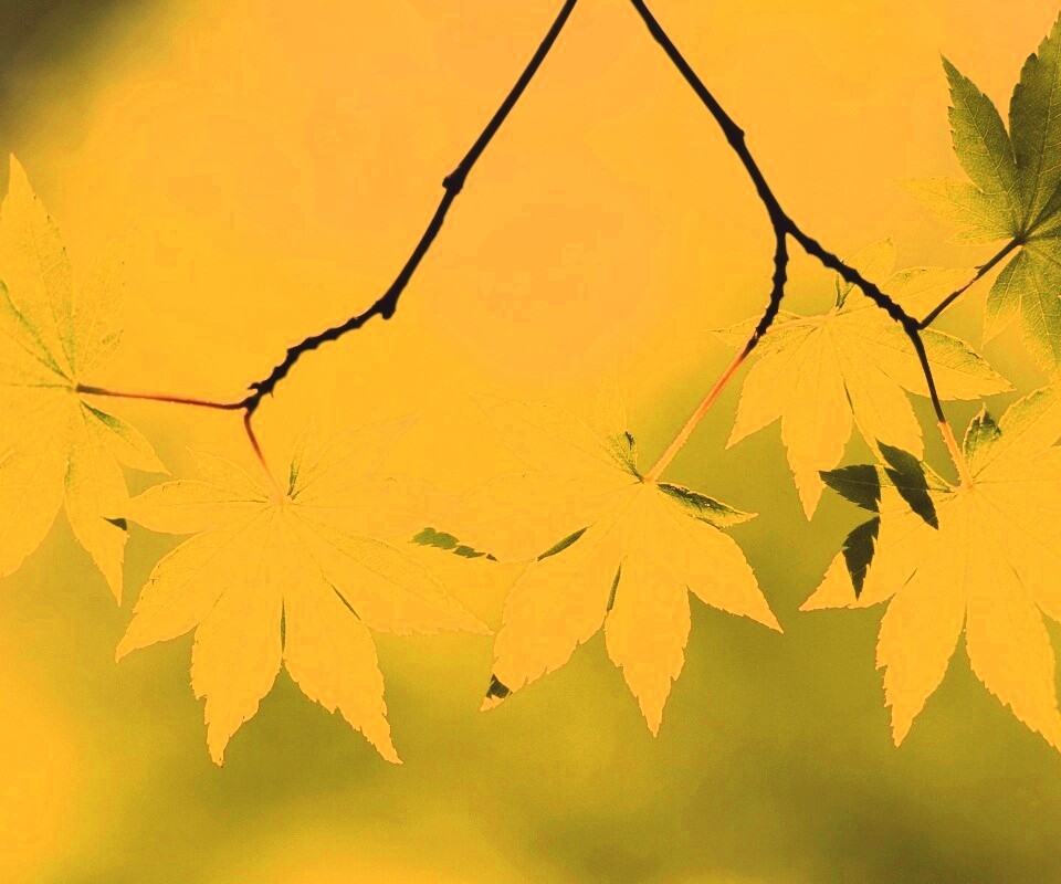 Зелёные листья обои