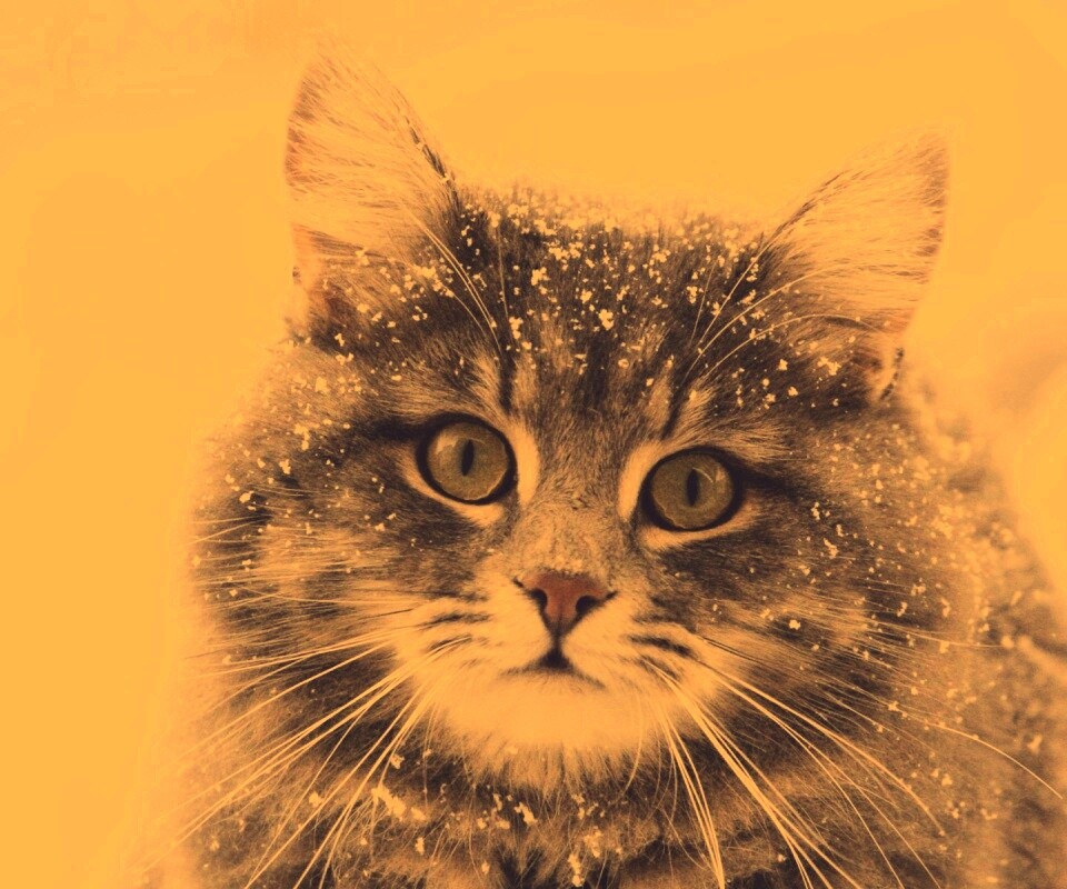 Кот в снегу обои