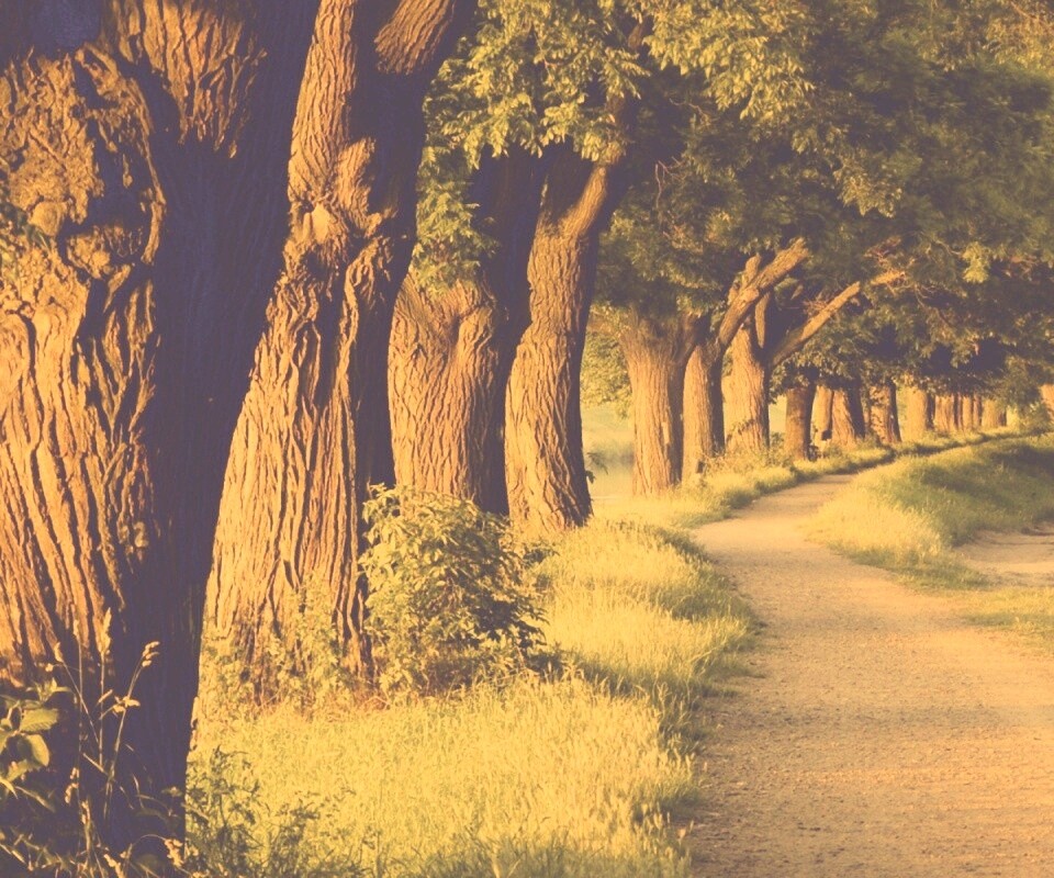 Аллея старых раскидистых деревьев обои